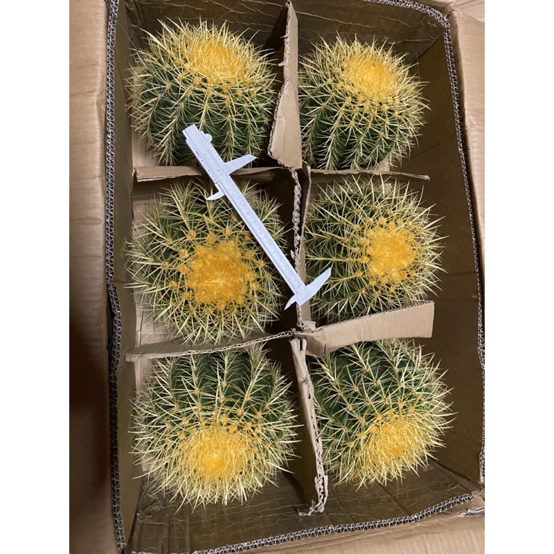 กระบองเพชร ถังทอง 18cm ต้นใหญ่ cactus