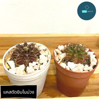 [🔥โค้ดลดเพิ่ม] แคคตัส กระบองเพชร ยิมโนม่วง ขนาด 2 นิ้ว