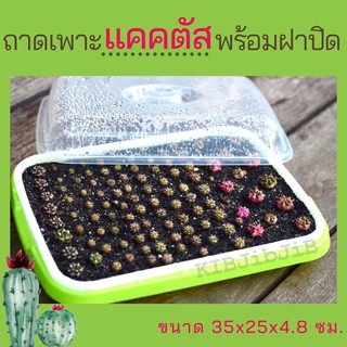 ถาดเพาะแคคตัส 🌵 ฝาครอบ ถาดชำหน่อ ถาดเพาะเมล็ด ถาดไดโซะ พร้อมฝาปิด ฝาครอบ ถาดเพาะกล้า ฝาครอบเพาะ ขนาดกระทัดรัด ถาดเพาะชำ