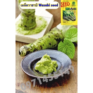 เมล็ดวาซาบิ 800-1000เมล็ด Wasabi seedเมล็ดพันธุ์