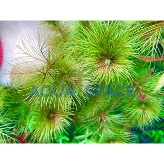 Myriophyllum red ขนนกแดง ไม้ข้อ ไม้หลังตู้ ไม้แดง stem plant red plant ตู้ไม้น้ำ พรรณไม้น้ำ