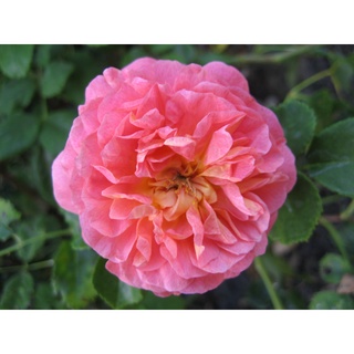 25เมล็ด เมล็ดกุหลาบ อังกฤษ พันธุ์เลื้อย สีชมพู กุหลาบหนู Rose seeds