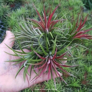 ทิลแลนเซีย ionantha เป็นกอ มี 4-6 ต้น