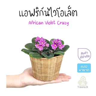 Treeno.9 T471 แอฟริกันไวโอเล็ต ดอกคละสี (African Violet Crazy) กระถาง 4 นิ้ว สูง 15 ซม. ต้นไม้ดอกประดับขนาดเล็ก ดอกสีสันหลากหลาย