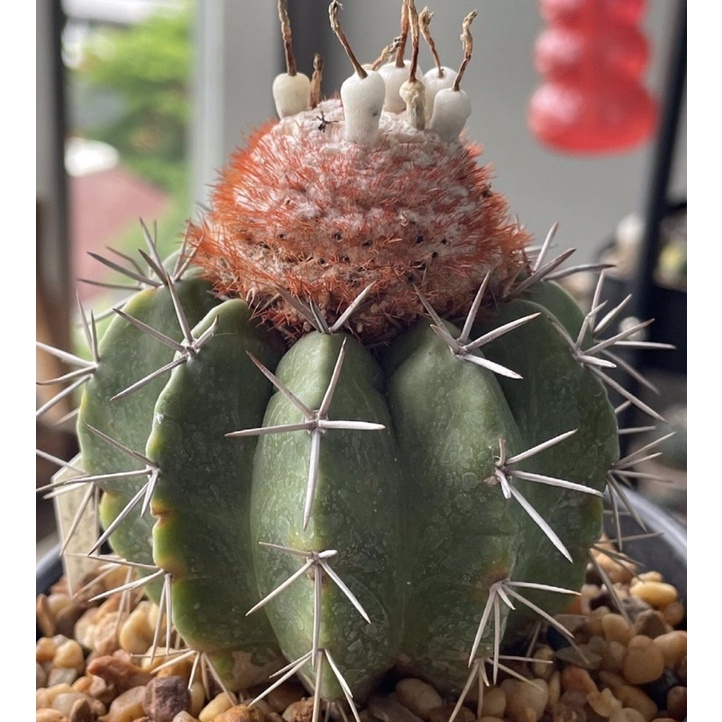 Melocactus Violaceus ssp. Magaritaceus Seeds - เมล็ดเมโลจิ๋วฝักขาว