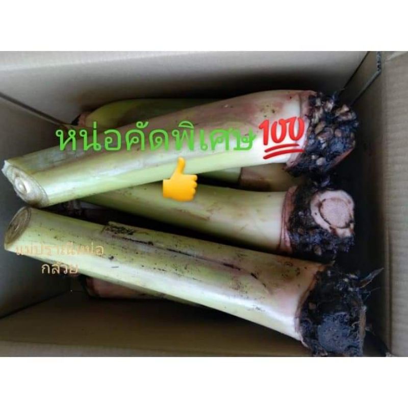 หน่อกล้วยน้ำว้ามะลิอ่องขุดสดชุด10หน่อ330บาท