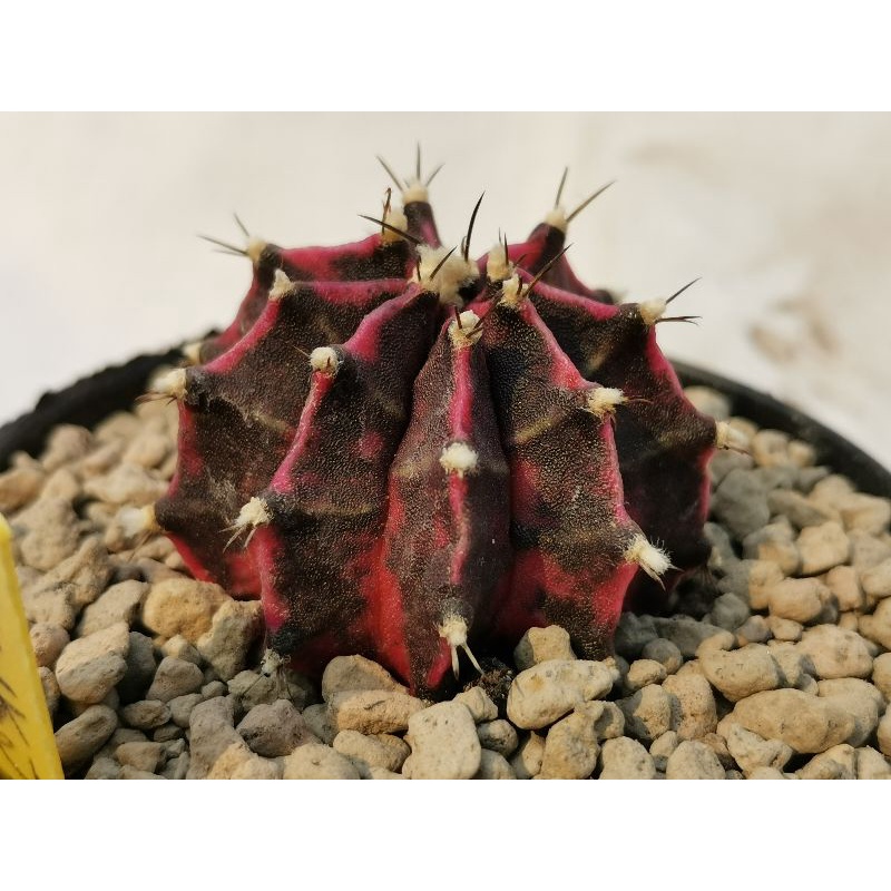 PINK​ JAPAN​​ ชำหน่อ​ มีราก​​ ตรงปก​ ภาพถ่าย9/4/65​ SS8 Cactus​ แคคตัส กระบองเพชร​ ไม้อวบน้ำ​ ยิมโน​ gymno​ ยิมโนด่าง​