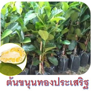 ต้นขนุนทองประเสริฐ(เนื้อสีเหลืองทอง) 1ต้น สูงประมาณ 70-80cm.