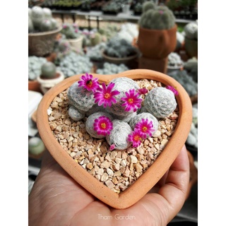 mammillaria humboldtii หรือ แมมลูกกอล์ฟ