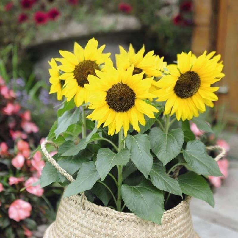 🔥AUGIE888 ลด70.-🔥 🌻ดอกทานตะวันแคระ 100 เมล็ด🌲Helianthus Sunny Smile (sunflower)