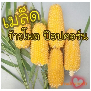 เมล็ดพันธุ์ ข้าวโพด ป็อปคอร์น 5 เมล็ด 10 บาท Pop Corn Seed เมล็ดพันธุ์แท้100% นำเข้าจากต่างประเทศ