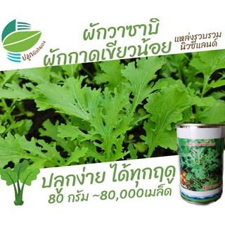 ผักกาด เขียวน้อย ผักกาดหิ่น ผักวาซาบิ (Mustrad Green)​ 80,000 เมล็ด 80กรัม #ลาบ #วาซาบิ #เขียวน้อย #ผักกาดสร้อย