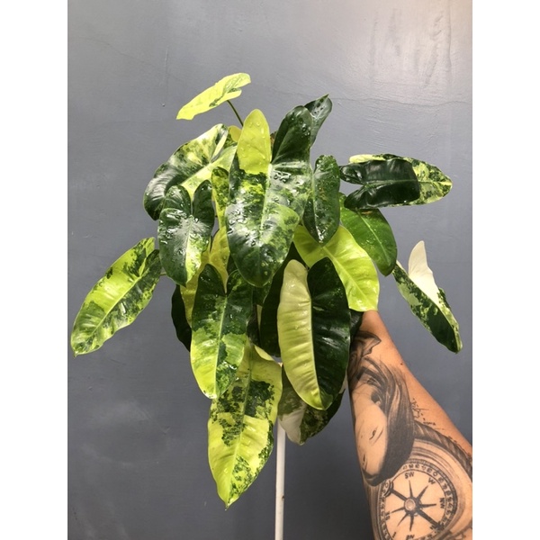 🙂Philodendron Burle Marx Variegated🙂