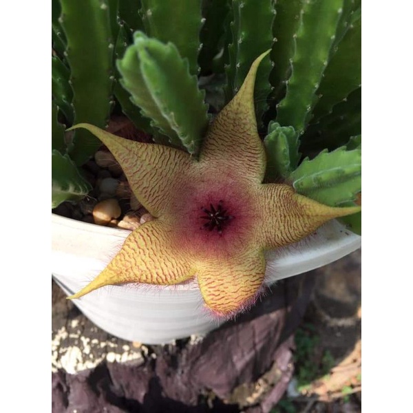 Stapelia Gigantea ดอกปลาดาว🌟