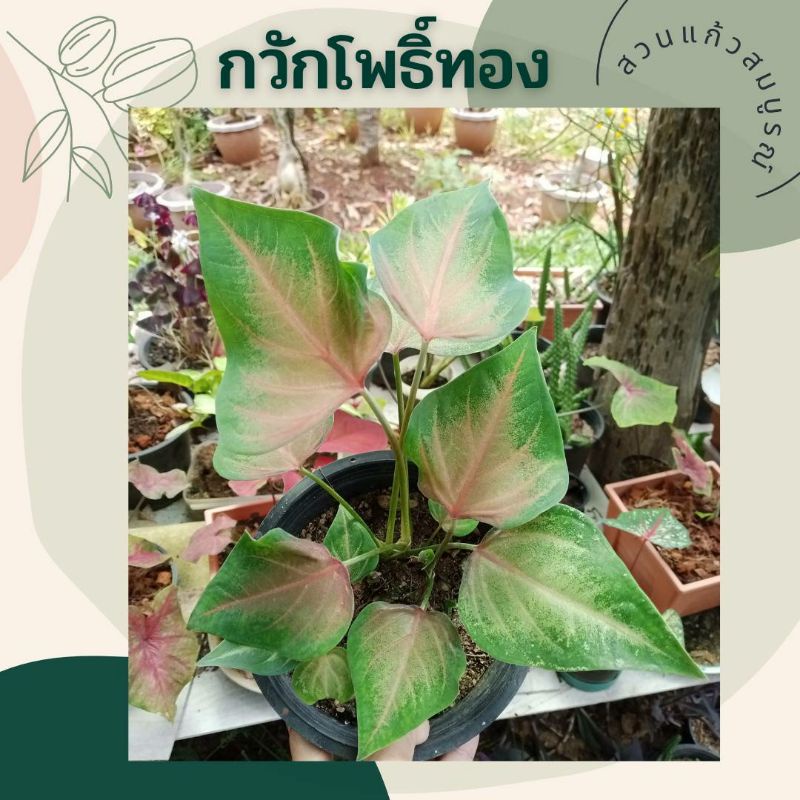 ว่านตระกูลบอนสี กวักโพธิ์ทอง ว่านกวักโพธิ์เงิน (ส่งทั้งกระถาง 4/6 นิ้ว ) ต้นไม้มงคล ต้นไม้ฟอกอากาศ ไม้ประดับสวยงาม