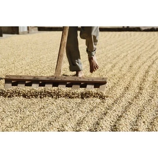 ANNIE - Guatemala Huehuetenango Washed คั่วอ่อน