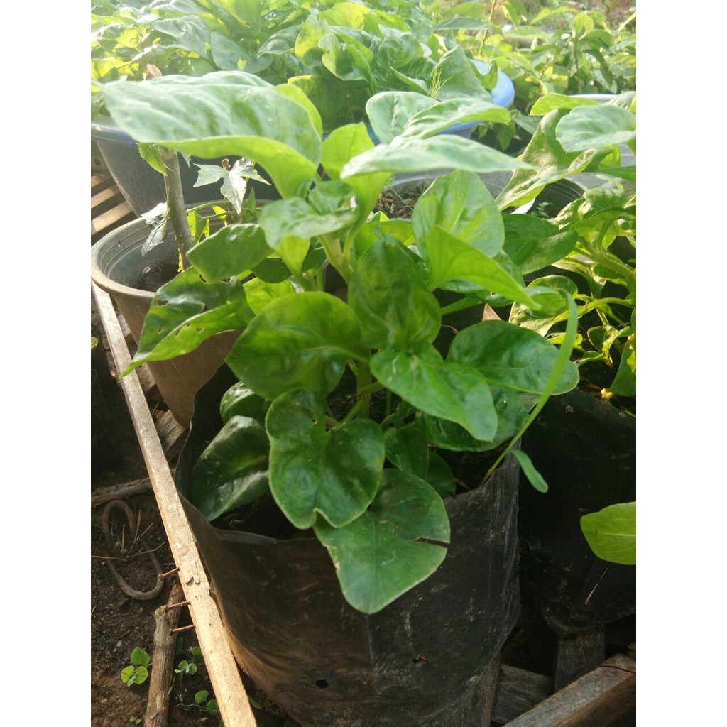 ต้นพันธ์ุ วอเตอร์เครสฮาวาย (Watercress) ราชินีแห่งผักสำหรับคนรักสุขภาพ - รูปที่ 2