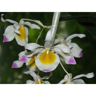 เอื้องสายสามสี #กล้วยไม้ #Dendrobium #crystallinum