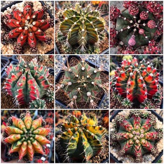 เมล็ดพันธุ์ ยิมโนด่าง gymno seed 100 เมล็ด กระบองเพชร แคคตัส Cactus Gymnocalicium variegated