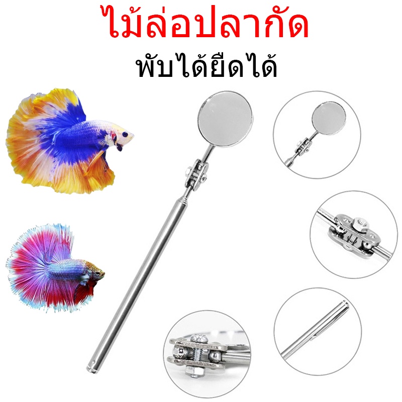ส่งในไทย ไม้ล่อปลากัด กระจกล่อปลา ปลากัด กระจก กระจกล่อปลา พกได้ยึดได้ เพิ่มสีสันสวยงาม พร้อมส่งจากไทย ราคาถูกๆ
