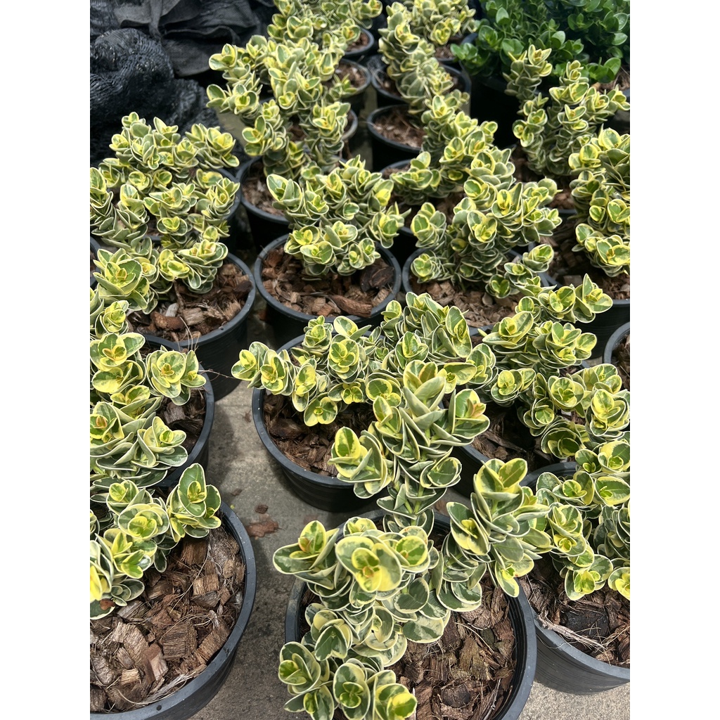 มุมมอง 2