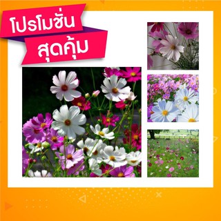 🇹🇭โปร2แถม1✨เมล็ดพันธุ์คอตสมอส หรือเมล็ดพันธุ์ดอกดาวกระจาย🌸🌼