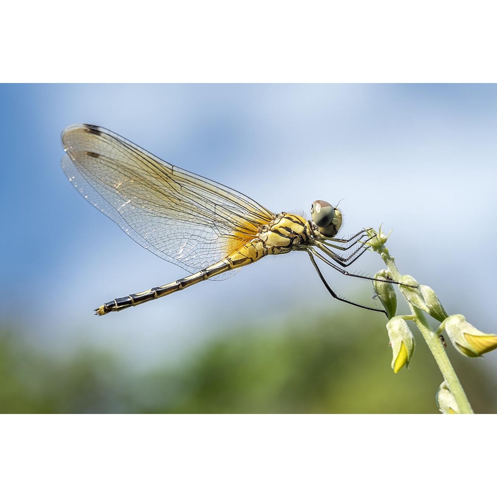 รูปภาพ 9