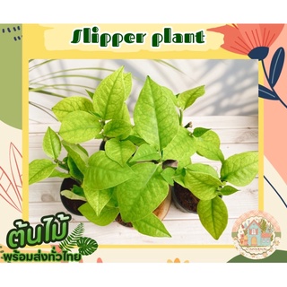 นกน้อยนำโชค🪴 (Slipper plant)