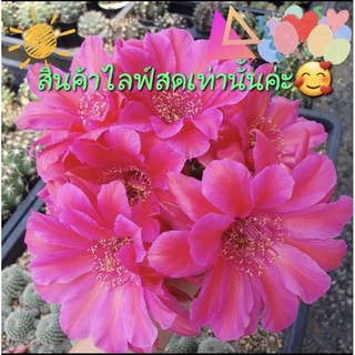 🌵🌵สินค้าใน Live 1🌵🌵🌵