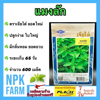 ผักซอง เจียไต๋ แมงลัก จำนวน 600 เมล็ด เมล็ดพันธุ์ ลอตใหม่ งอกดี ปลูกง่าย ใบใหญ่ มีกลิ่นหอม ยอดอวบ ระยะเก็บเกี่ยว 65 วัน