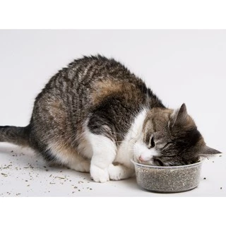 เมล็ดแคทนิป 3,000+เมล็ด Catnip สายพันธุ์OP****ศึกษาวิธีเพาะในรายละเอียดสินค้า****