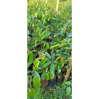 ต้นทุเรียนก้านยาวเสียบยอดชุมพร 🌱🌱