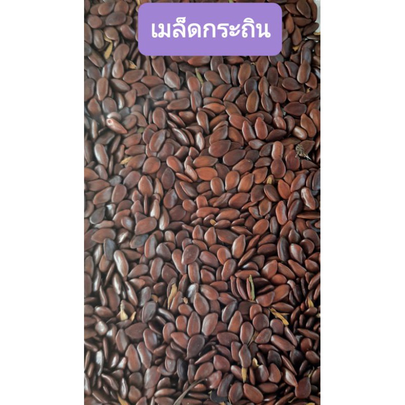 เมล็ดพันธุ์กระถิน กระถินเล็ก 200 เมล็ด กระถินพันธุ์พื้นเมือง กระถินทานยอด