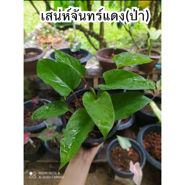 เสน่ห์จันแดงป่า(บอนส้ม)ไม้มงคล ไม้ประดับ (ไม่มีกระถาง)