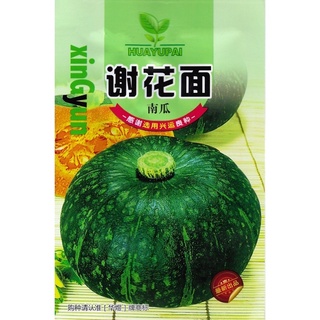 เมล็ด ฟักทองญี่ปุ่นผิวเขียว 25-30 เมล็ด  Japanese Pumpkin สายพันธุ์ OP