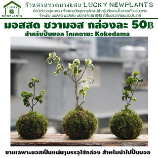 มอสสด มอสปั้นบอล โคเคดามะ Kokedama กล่องละ 50 บาท มีสินค้าพร้อมส่ง