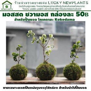 มอสสด มอสปั้นบอล โคเคดามะ Kokedama กล่องละ 50 บาท มีสินค้าพร้อมส่ง