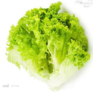 50 seeds (not live plants)  Romaine Lettuce Seeds  Non-GMO Vegetable Garden Seedsเมล็ดเชีย เมล็ดกุหลาบ เมล็ดดอกไม้ เมล็ด