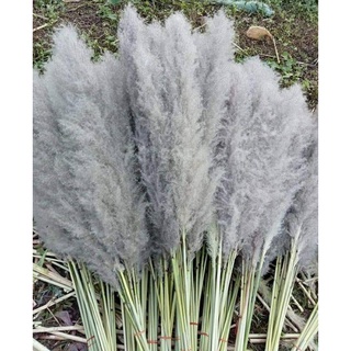 Rarin ดอกเลา (ตัดใหม่) สวยฟู ตรงปก ดอกแพมพัส Pampas ขนาด 40-100 cm. เป็นดอกไม้ธรรมชาติ  ฟูสวย เป็น พร็อพถ่ายรูป