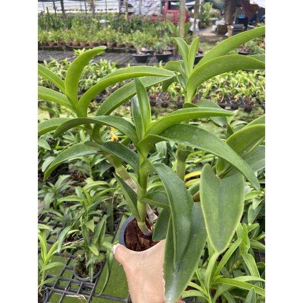 💛กล้วยไม้หวาย เหลืองหอมเพ็ญสุดา ดอกดกเลี้ยงง่าย - รูปที่ 7
