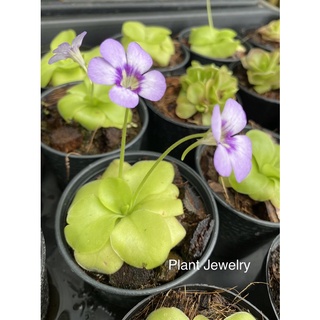 พิงกุย Pinguicula🌱💜เลี้ยงง่าย