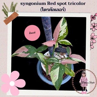 syngonium red spot tricolor ไตรคัลเลอร์