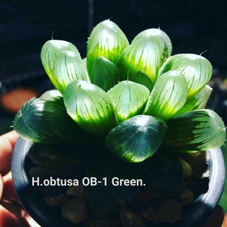 H.obtusa ‘OB-1 Green’ A068