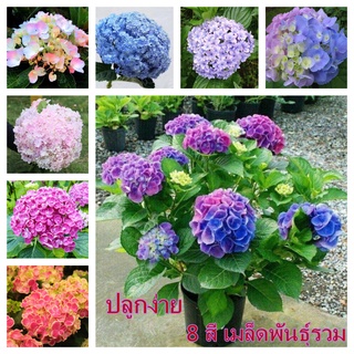 50pcs Hydrangea seeds เมล็ดไฮเดรนเยีย บอนเพชรเจ็ดสี พันธุ์ไม้ดอก เมล็ด พันธุ์ไม้หายาก ต้นไม้ฟอกอากาศ ต้นไม้มงคล