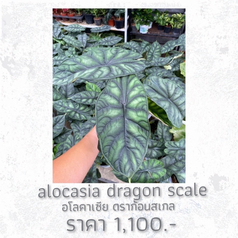 อโลคาเซียดราก้อนสเกล alocasia dragon scale