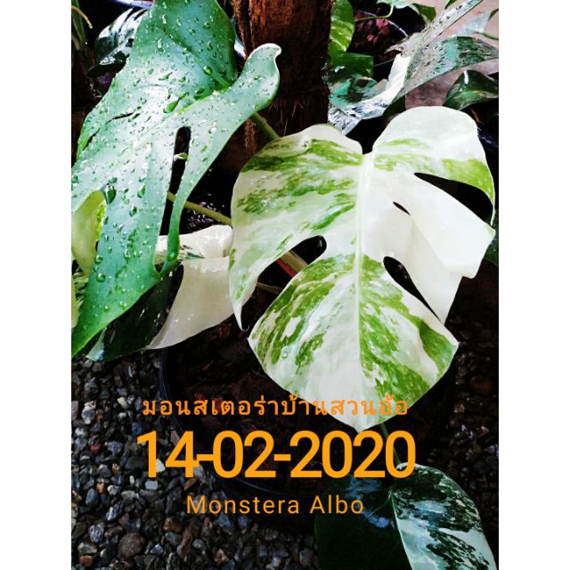 Monstera albo มอนสเตอร่าอัลโบ