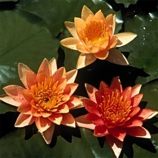 100 เมล็ด เมล็ดบัว สีส้ม นำเข้า บัวนอก สายพันธุ์เมล็ดบัว Waterlily Nymphaea Seeds