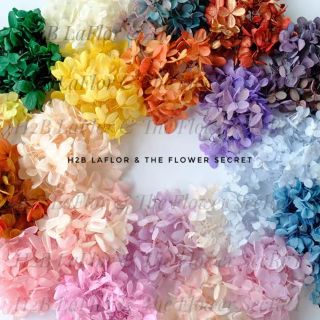 [COD พร้อมส่ง]ชุดที่1 ไฮเดรนเยียอบแห้ง #ดอกไม้จริง #ดอกไม้แห้ง #ดอกไฮเดรนเยีย #ดอกไม้ทำเรซิ่น #ดอกไม้ทำเทียน #1