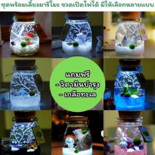 [แท้ 💯%] ชุดพร้อมเลี้ยงมาริโมะเปิดไฟได้ 💡 marimo ส่งของทุกวันได้ของไว🚛☑️ แถมฟรีวิตามินบำรุงและเกลือทะเล มีวิธีการเลี้ยง