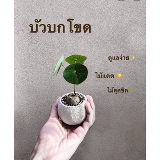 บัวบกโขดจิ๋วสไตล์มินิมอล ราคาย่อมเยาว์✨